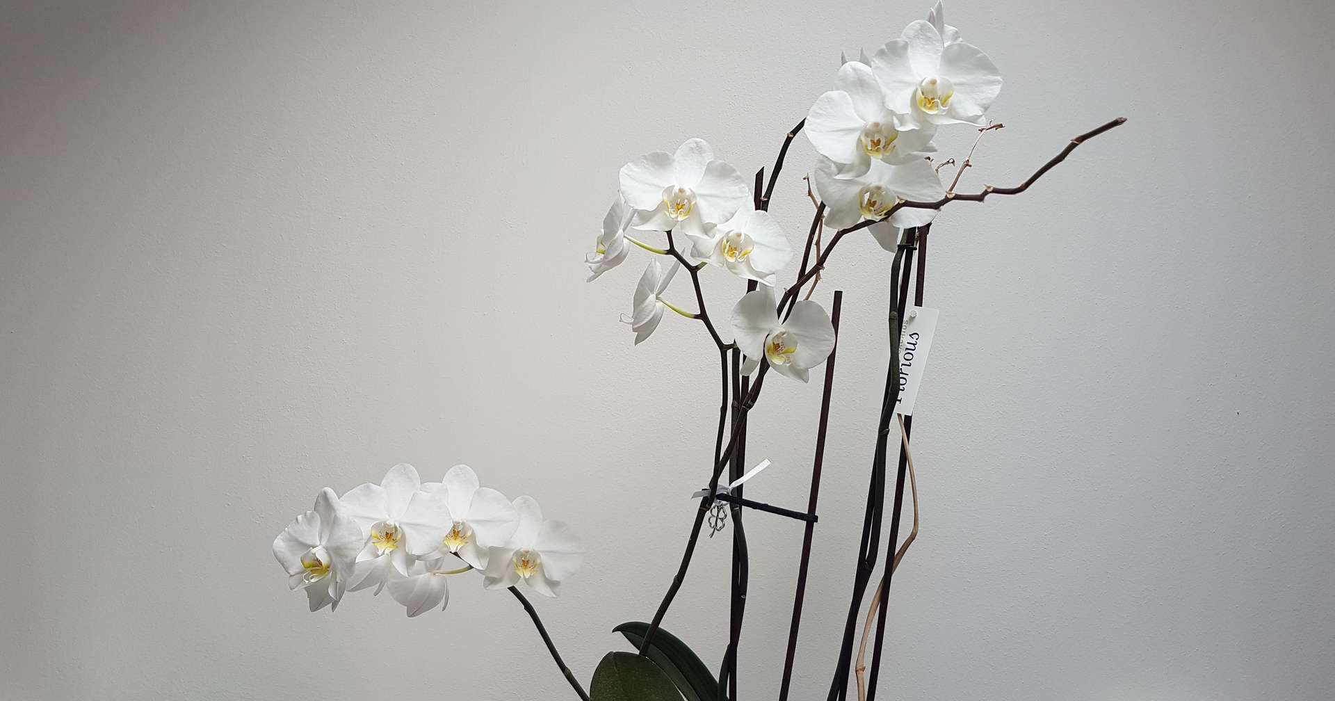 Orchidee Uffici E-Farm Ingegneria Padova